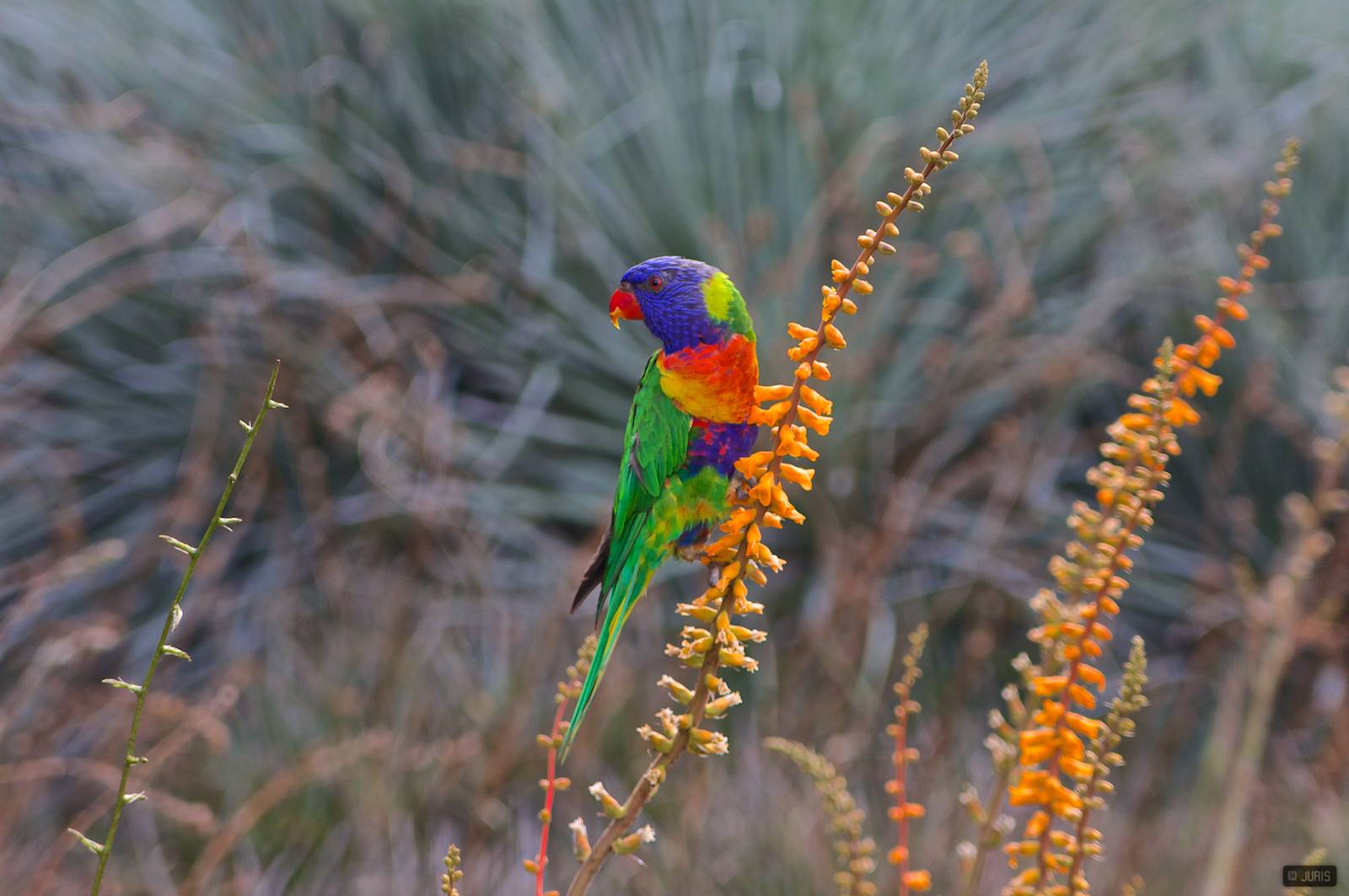 Papagailis (Rainbow lorikeet) Adelaidā