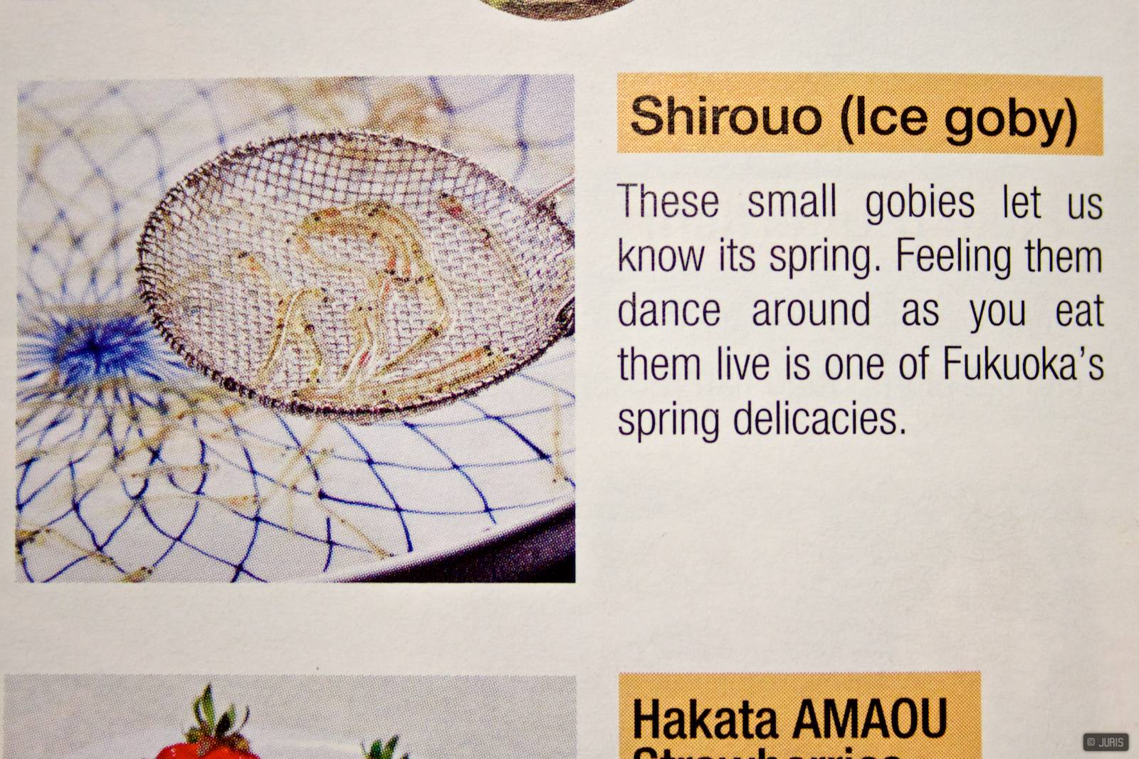 Reklāmas buklets par vietējām delikatesēm Fukuokā. Bijām vasarā, nebija izdevības noskaidrot sajūtu, ka zivis lēkā pa mēli